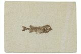 Juvenile Phareodus Fish Fossil - Scarce Species #244225-1